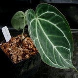 Anthurium crystallinum