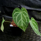 Anthurium crystallinum