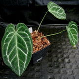 Anthurium crystallinum