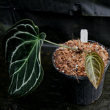 Anthurium crystallinum