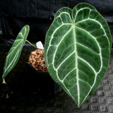 Anthurium crystallinum