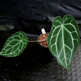 Anthurium crystallinum