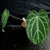 Anthurium crystallinum