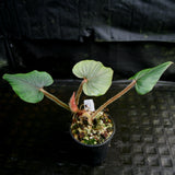 Philodendron squamicaule