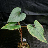 Philodendron squamicaule