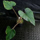 Philodendron squamicaule