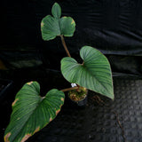 Philodendron squamicaule