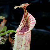 Nepenthes veitchii Bareo, Thai Clone