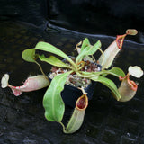 Nepenthes veitchii Bareo, Thai Clone