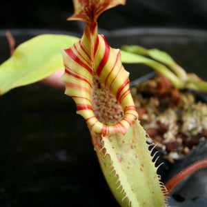 Nepenthes veitchii Bareo, Thai Clone