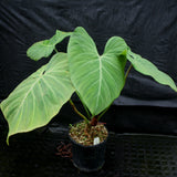 Philodendron rubrijuvenile (sp. El Choco Red)