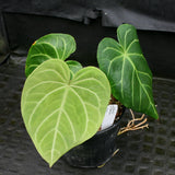 Anthurium magnificum - Exact Plant