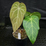 Anthurium magnificum - Exact Plant