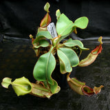 Nepenthes veitchii ("Big Mama" x "The Wave"), CAR-0168