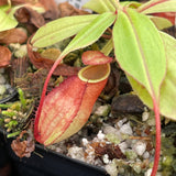 Nepenthes mirabilis var. globosa, BE-3928