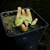 Nepenthes veitchii [(k) x (Murud x Candy) -Striped], CAR-0242