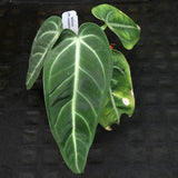 Anthurium villenaorum