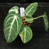 Anthurium villenaorum