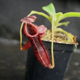 Nepenthes singalana x (burbidgeae x edwardsiana), BE-3984