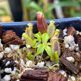 Nepenthes naga x edwardsiana CC, CAR-0433