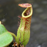 Nepenthes maxima (x) x veitchii (m), CAR-0245