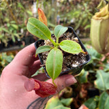 Nepenthes petiolata