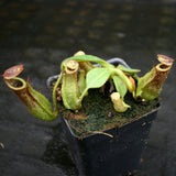 Nepenthes maxima (x) x veitchii (m), CAR-0245