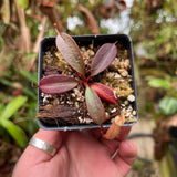 Nepenthes peltata, BE-4613