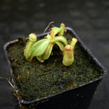 Nepenthes maxima (x) x veitchii (m), CAR-0245