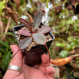 Nepenthes peltata, BE-4613