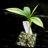 Nepenthes graciliflora variegated