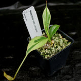 Nepenthes graciliflora variegated