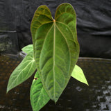 Anthurium crystallinum Dark x papillilaminum, CAR-0241