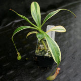 Nepenthes graciliflora variegated