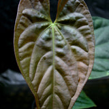 Anthurium papillilaminum x luxurians, CAR-0247