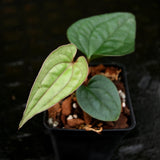 Anthurium papillilaminum x luxurians, CAR-0247