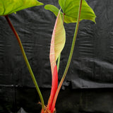 Philodendron rubrijuvenile (sp. El Choco Red)