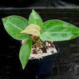 Anthurium crystallinum x forgetii, CAR-0154