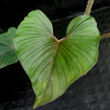 Philodendron squamicaule