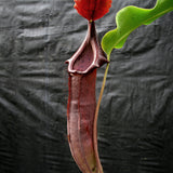 Nepenthes naga x truncata (C), CAR-0178