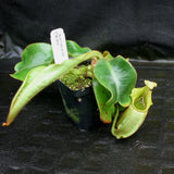 Nepenthes veitchii Bareo, BE-3734