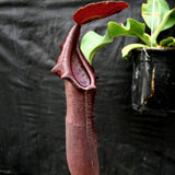 Nepenthes naga x truncata (C), CAR-0178