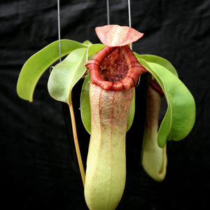 Nepenthes ventricosa "Denver" x truncata, CAR-0145