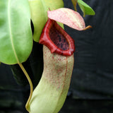 Nepenthes ventricosa "Denver" x truncata, CAR-0145