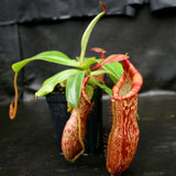 Nepenthes spectabilis x edwardsiana