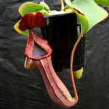 Nepenthes truncata (d) x lowii Trusmadi, CAR-0061