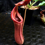 Nepenthes truncata (d) x lowii Trusmadi, CAR-0061