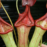 Nepenthes truncata x ephippiata