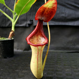 Nepenthes truncata x ephippiata