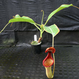 Nepenthes truncata x ephippiata